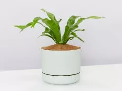 Asplenium Antiquum Crissie Crested Birds Nest Fern 10 Asplenium Antiquum Crissie Crested Birds Nest Fern -Plants in a Box Sales Shop AspleniumCrissy large Jade pot d11e8e4b 1157 4326 a2bf ec7cc6e69e2a