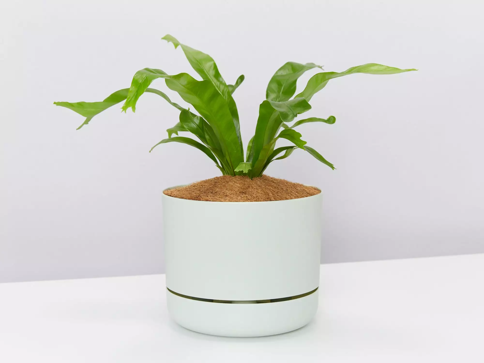 Asplenium Antiquum Crissie Crested Birds Nest Fern 5 Asplenium Antiquum Crissie Crested Birds Nest Fern - Image 3