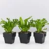 Asplenium Antiquum Leslie 85mm -Plants in a Box Sales Shop AspleniumLeslie 3plants