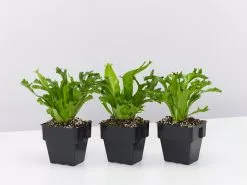 Asplenium Antiquum Leslie 85mm