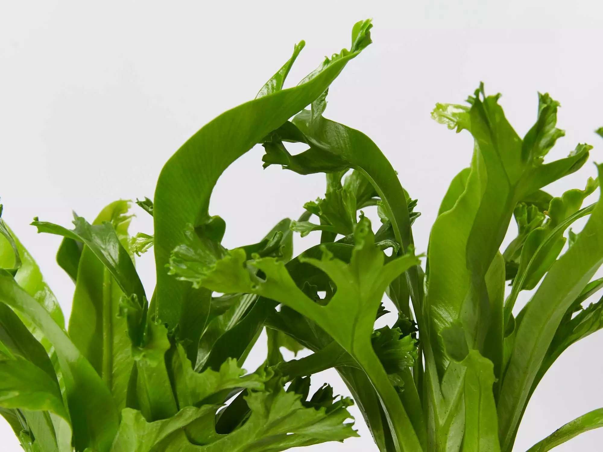 Asplenium Antiquum Leslie 4 Asplenium Antiquum Leslie - Image 2