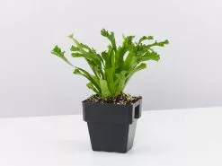 Asplenium Antiquum Leslie 85mm -Plants in a Box Sales Shop AspleniumLeslie single 55b199ea b600 4530 86f6 063647cde1dc