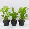 Asplenium Nidus Avis 85mm -Plants in a Box Sales Shop AspleniumNidusAvis 3plants