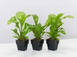 Asplenium Nidus Avis 85mm