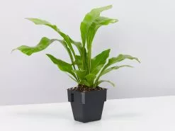 Asplenium Nidus Avis 85mm -Plants in a Box Sales Shop AspleniumNidusAvis single