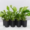 Asplenium Nidus Avis -Plants in a Box Sales Shop AspleniumNidusAvis small 8plants 702695a2 7a1f 4243 bf12 2fb150a66df7