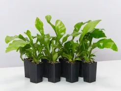 Asplenium Nidus Avis