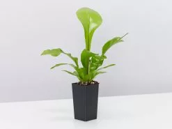 Asplenium Nidus Avis -Plants in a Box Sales Shop AspleniumNidusAvis small single 1 f8774cf3 ba83 4a98 948f 442d5f987dcf