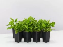 Asplenium Scolopendrium