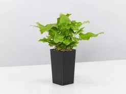 Asplenium Scolopendrium -Plants in a Box Sales Shop AspleniumScolopendriumHartsTongue single db31c821 3606 4b24 8a1a da85978215a7