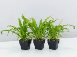 Asplenium Antiquum Victoria 85mm