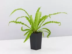Child Friendly Non-Toxic Houseplant Box -Plants in a Box Sales Shop AspleniumVictoria single 1
