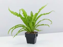 Asplenium Antiquum Victoria 85mm -Plants in a Box Sales Shop AspleniumVictoria single 753e2b9e 490a 4c02 9cc5 c2568562df8f