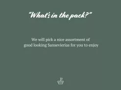 Assorted Box Of Sansevieria -Plants in a Box Sales Shop AssortedBoxOfSansevieria