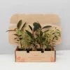 Assorted Ficus Plant Box -Plants in a Box Sales Shop AssortedFicusPack 8plants