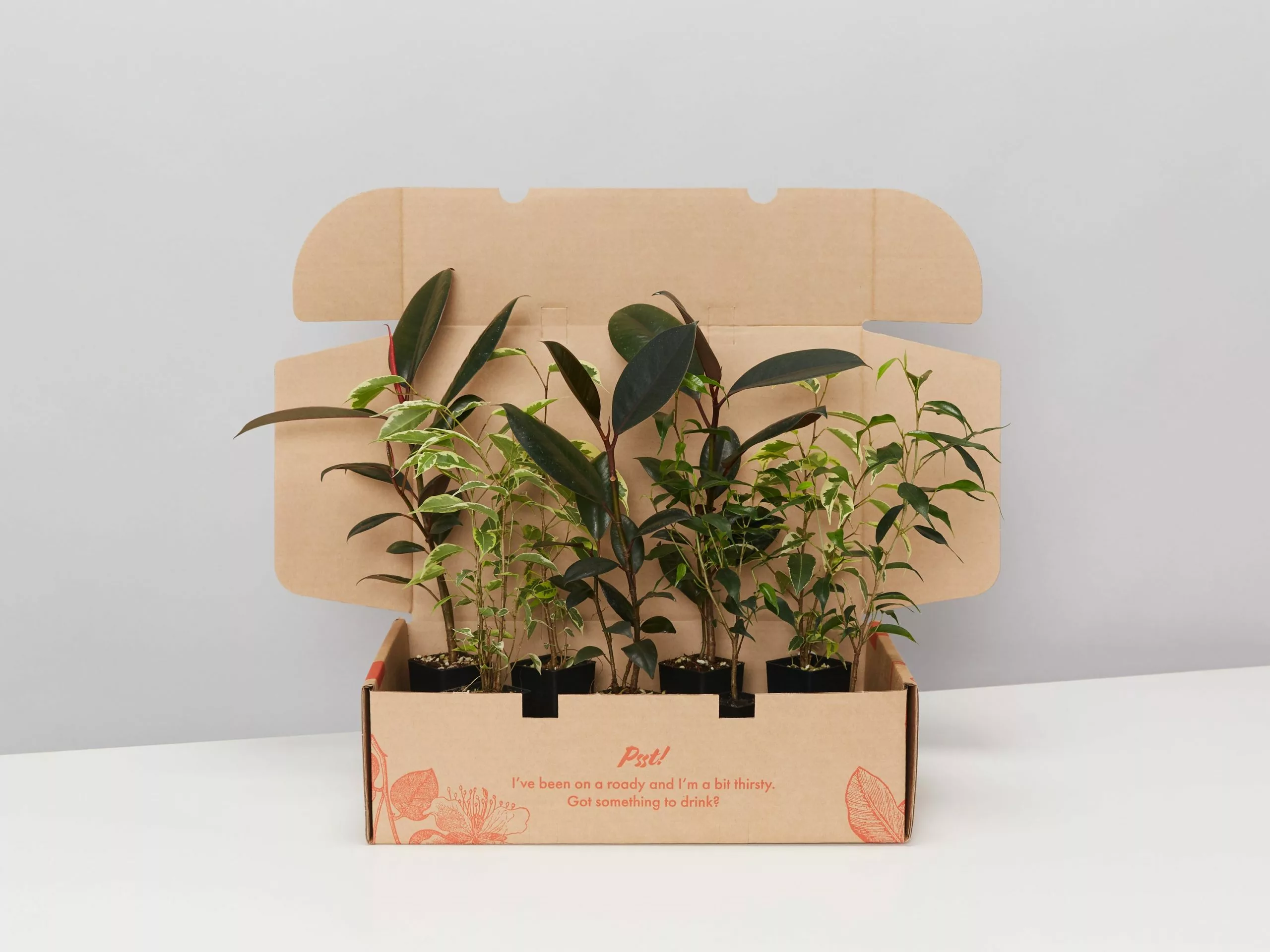 Assorted Ficus Plant Box 3 Assorted Ficus Plant Box