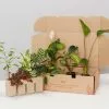 Plant-less Human Box - 8 Assorted Houseplants -Plants in a Box Sales Shop AssortedHousplantsBox 52167810 768a 48c0 b068 314010dee487