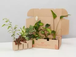 Plant-less Human Box - 8 Assorted Houseplants