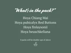 Assorted Hoya Plant Box 12 Assorted Hoya Plant Box -Plants in a Box Sales Shop AssortedHoyaPack