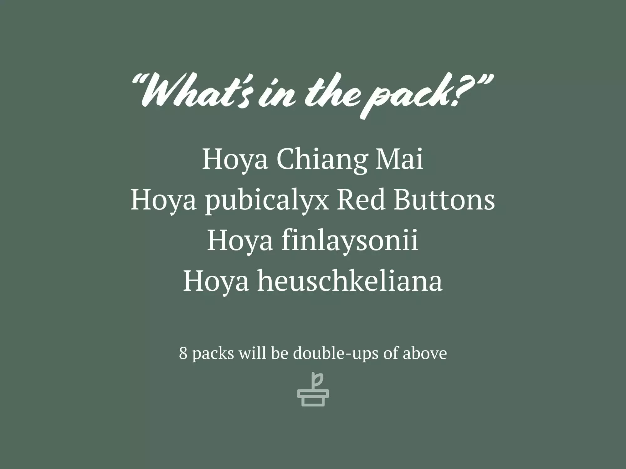 Assorted Hoya Plant Box 7 Assorted Hoya Plant Box - Image 5