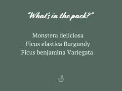 Assorted Box Of Indoor Plants - Large 14 Assorted Box Of Indoor Plants - Large -Plants in a Box Sales Shop AssortedIndoor 85mm 13