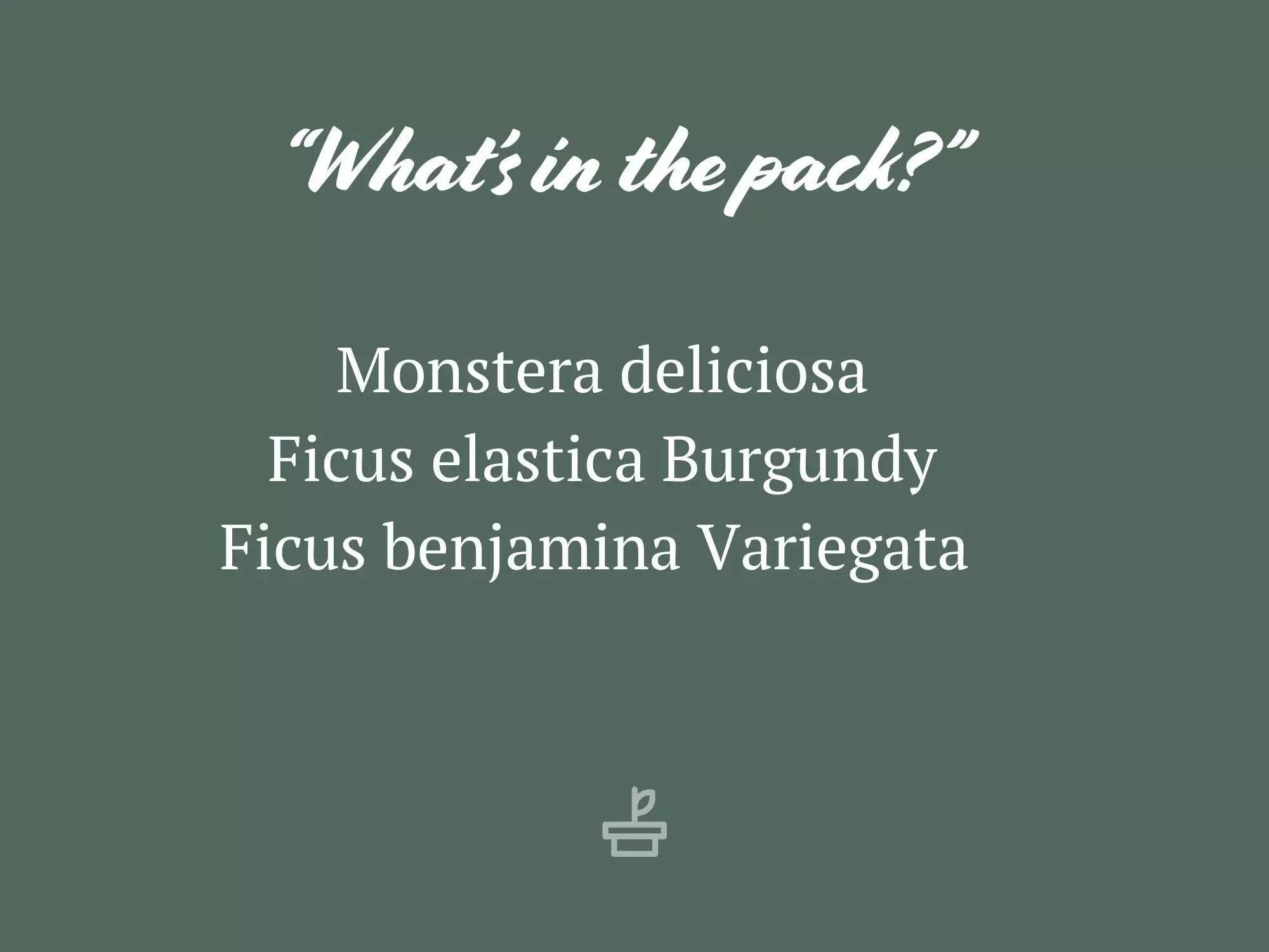 Assorted Box Of Indoor Plants - Large 8 Assorted Box Of Indoor Plants - Large - Image 6