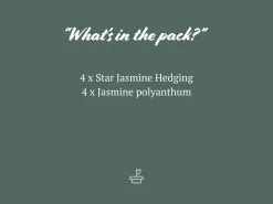 Assorted Pack Of Outdoor Climbing Plants -Plants in a Box Sales Shop AssortedPackofOutdoorClimbers