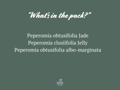 All About Peperomia Pack - Large -Plants in a Box Sales Shop AssortedPacks 2022 04 07T095656.416