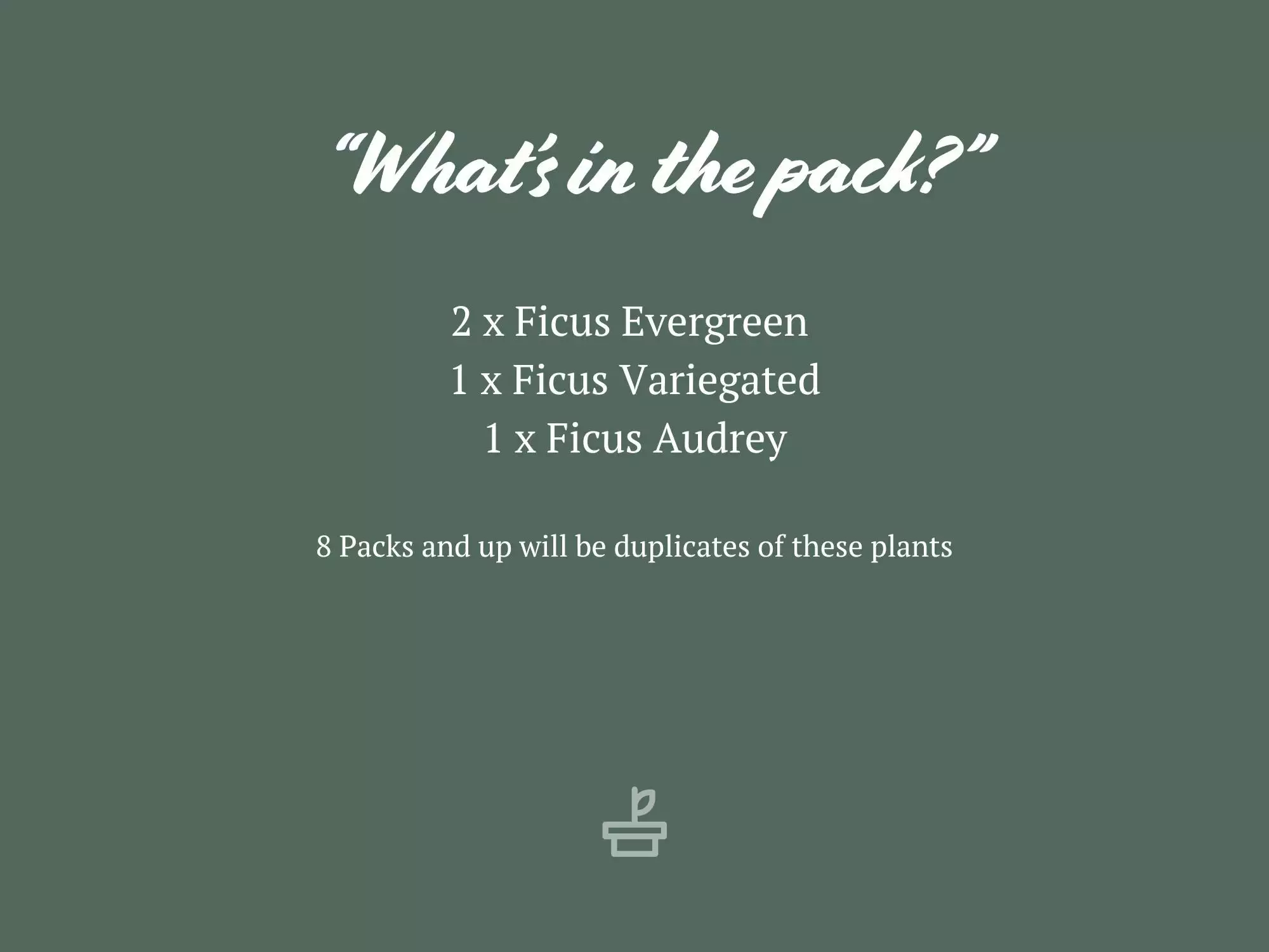 Assorted Ficus Plant Box 6 Assorted Ficus Plant Box - Image 4