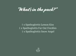 Assorted Box Of Flowering Orchids 'Spathoglottis' - Larger Size 12 Assorted Box Of Flowering Orchids 'Spathoglottis' - Larger Size -Plants in a Box Sales Shop AssortedPacks 1