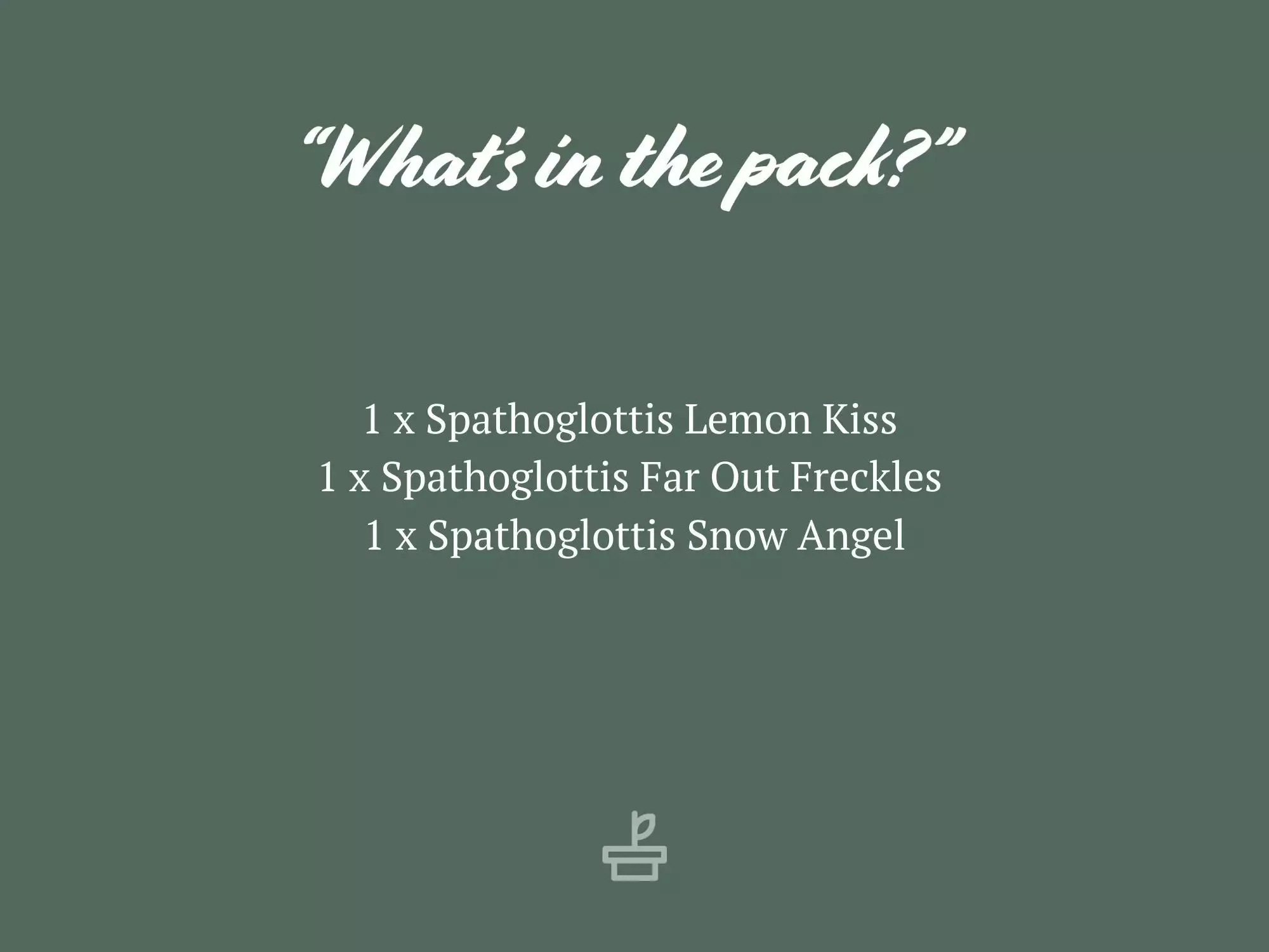 Assorted Box Of Flowering Orchids 'Spathoglottis' - Larger Size 5 Assorted Box Of Flowering Orchids 'Spathoglottis' - Larger Size - Image 3