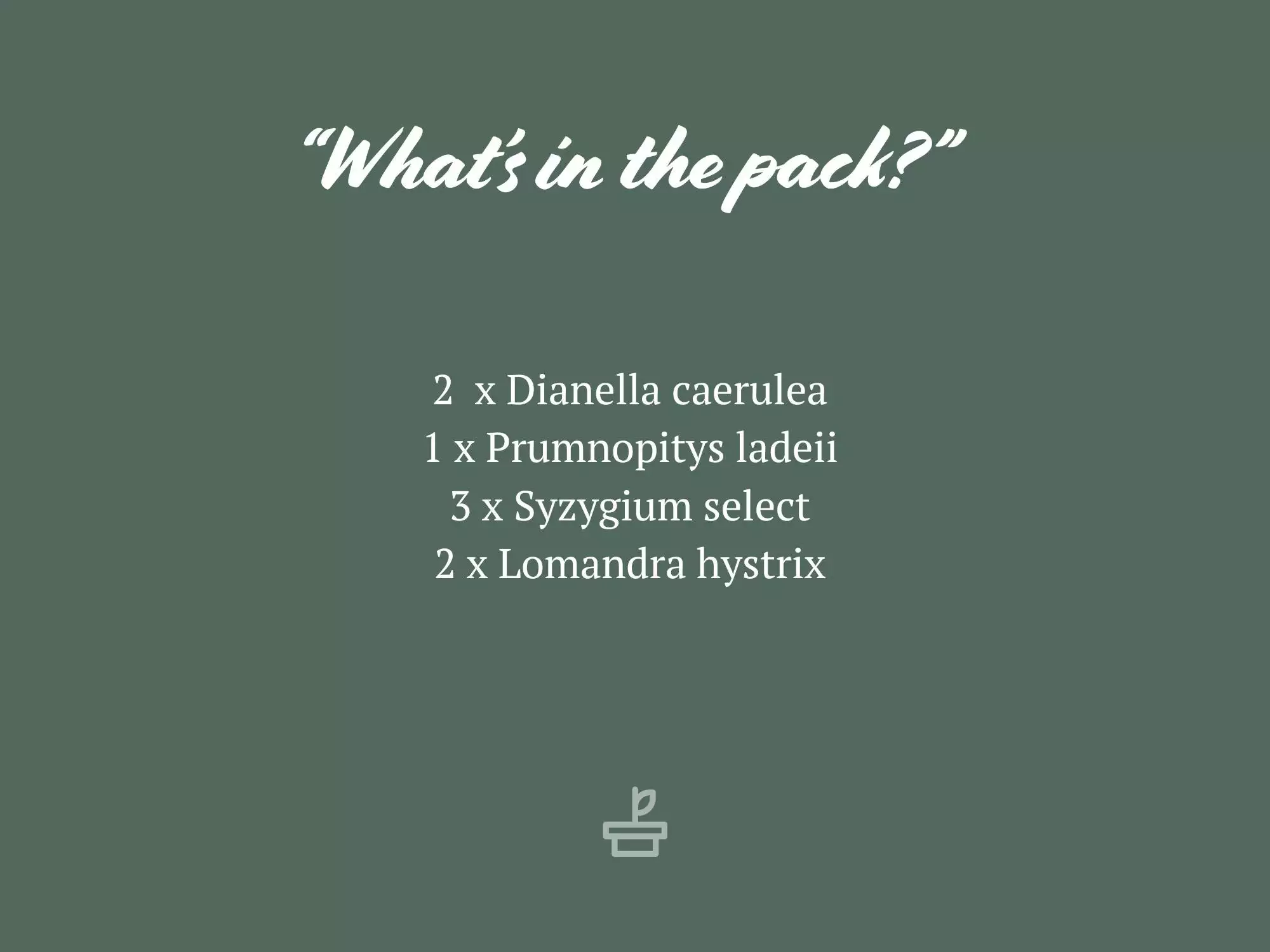 Australian Native Rainforest Mixed Pack 8 Australian Native Rainforest Mixed Pack - Image 6