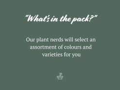 Brachyscome Assorted Flower 🌸 Box 9 Brachyscome Assorted Flower 🌸 Box -Plants in a Box Sales Shop AssortedPacks 56