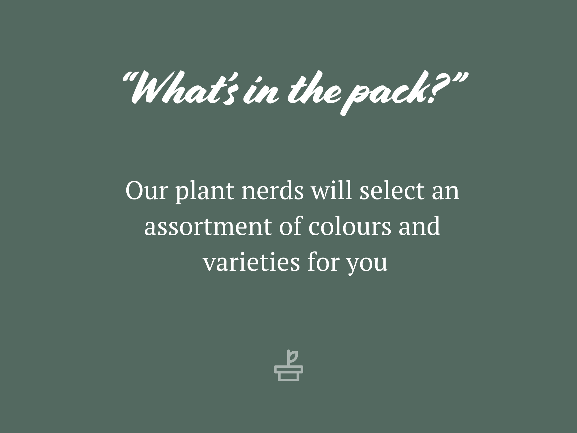 Brachyscome Assorted Flower 🌸 Box 6 Brachyscome Assorted Flower 🌸 Box - Image 4