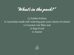 Houseplant Beginners Gift Box 🎠- Sustee Included 36 Houseplant Beginners Gift Box 🎠- Sustee Included -Plants in a Box Sales Shop AssortedPacks 5 27cf1e60 9185 4e47 ab19 3963490c796c