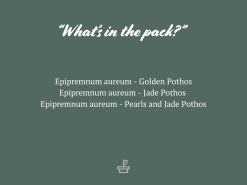 Pothos Mixed Houseplant Box - Larger Size -Plants in a Box Sales Shop AssortedPacks 82