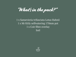 Sansevieria Trifasciata Lotus Hahnii - Pot + Plant + Soil -Plants in a Box Sales Shop AssortedPacks 85