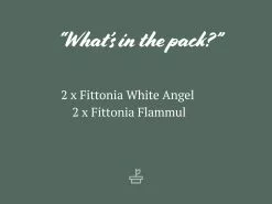 Assorted Box Of Colourful Fittonias -Plants in a Box Sales Shop AssortedboxofNervePlants Fittonia85mm