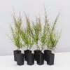 Austromyrtus Dulcis Copper Tops Native Hedging Pack -Plants in a Box Sales Shop AustromyrtusDulcisCopperTops 8 plants ab4f86b2 d582 47c4 a32f 4a687dba37b7