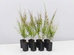 Austromyrtus Dulcis Copper Tops Native Hedging Pack