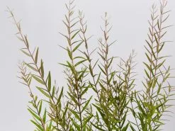 Austromyrtus Dulcis Copper Tops Native Hedging Pack -Plants in a Box Sales Shop AustromyrtusDulcisCopperTops detail fb8b9c5c 3754 4849 845a 3baf5c1f66f9