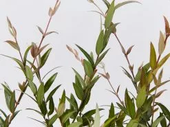 Plants in a Box Sales Shop -Plants in a Box Sales Shop AustromyrtusDulcis detail 3ef81539 4a87 4f2e 8393 da3f543633d9