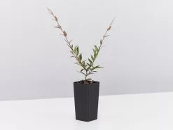 The Midgen Berry -Plants in a Box Sales Shop AustromyrtusDulcis single 75098755 0e37 4786 b57c f3792cd81884