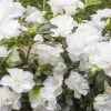 Azalea Indica White Bouquet -Plants in a Box Sales Shop AzaBrB75 thumbnail d2dc9744 055a 42f3 9581 c37c3f99083f