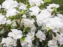 Azalea Indica White Bouquet