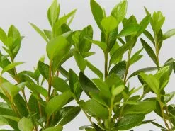 Azalea Kurume Kirin -Plants in a Box Sales Shop AzaleaKurumeKirin42mm detail 4507e055 f47a 4ddf b0f1 9fb85e4af1b3