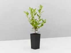 Azalea Kurume Kirin -Plants in a Box Sales Shop AzaleaKurumeKirin42mm single 9ea72930 940e 4288 b6b2 a4b6b7784fd1