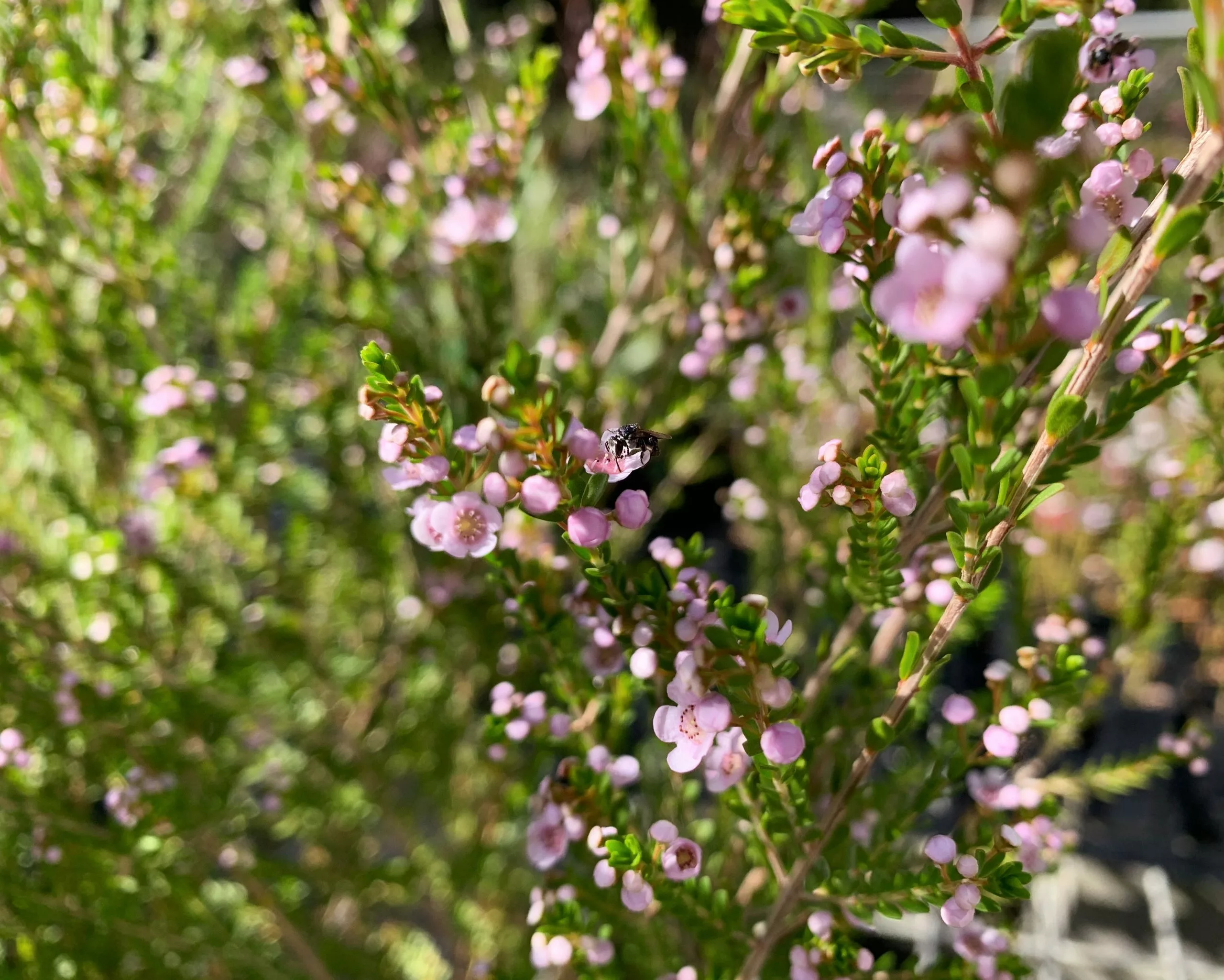Thryptomene Saxicola F.C. Payne 4 Thryptomene Saxicola F.C. Payne - Image 2