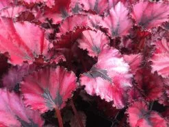 Begonia Rex Red Robin -Plants in a Box Sales Shop BDD0EEAB AB05 4C12 9DB9 2C7498D4B495 e5cde1ff ede9 4924 a5c6 d3c818dcd2d6