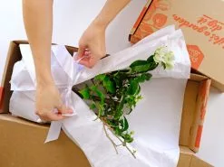 Assorted Box Of Bougainvillea Plants - Large -Plants in a Box Sales Shop BOUGS01